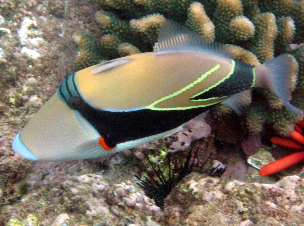 Rhinecanthus rectangulus (Pesce balestra squadrato)